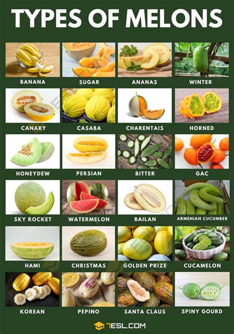 melons tibe|24 Types of Melons